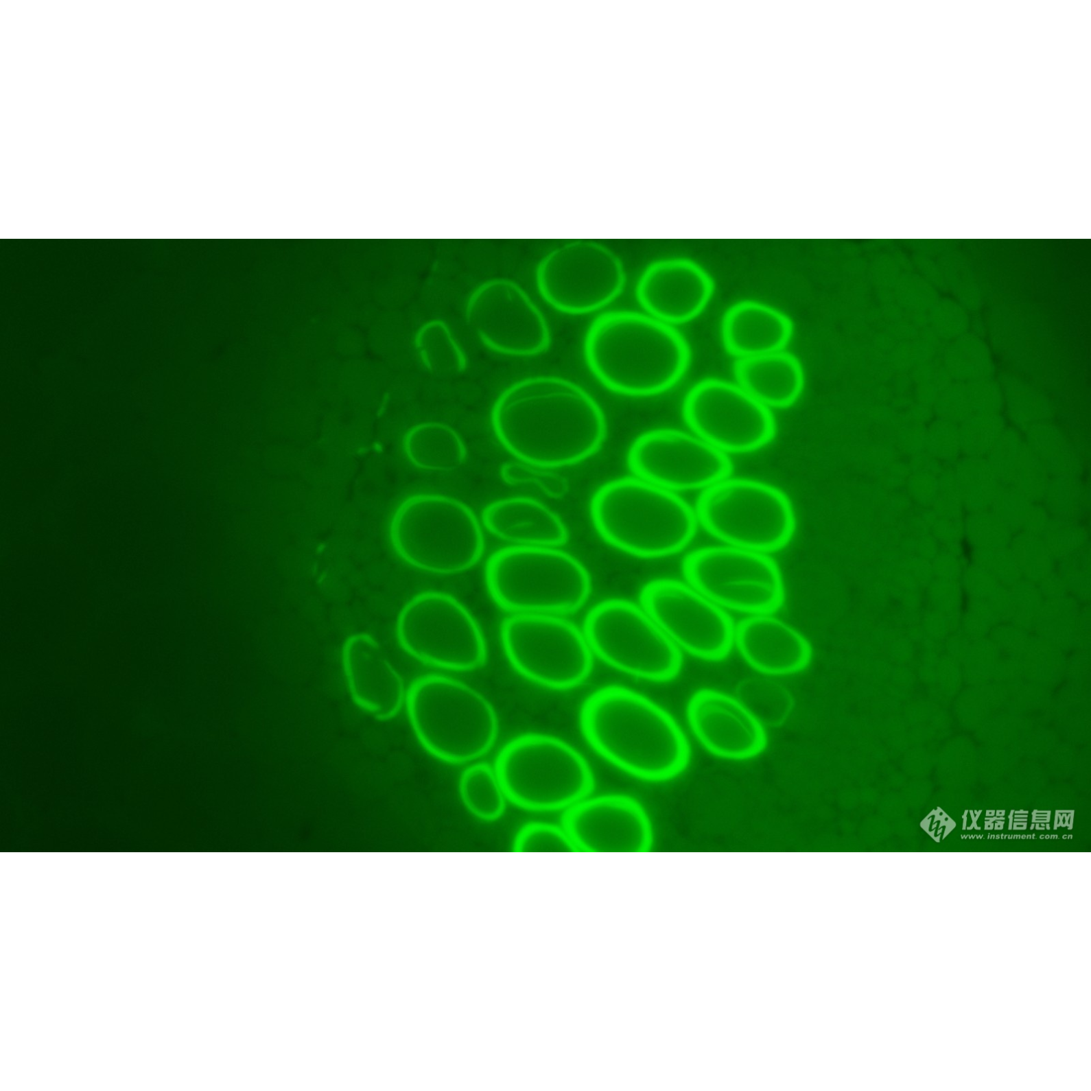 研究级正置生物显微镜 LK-63