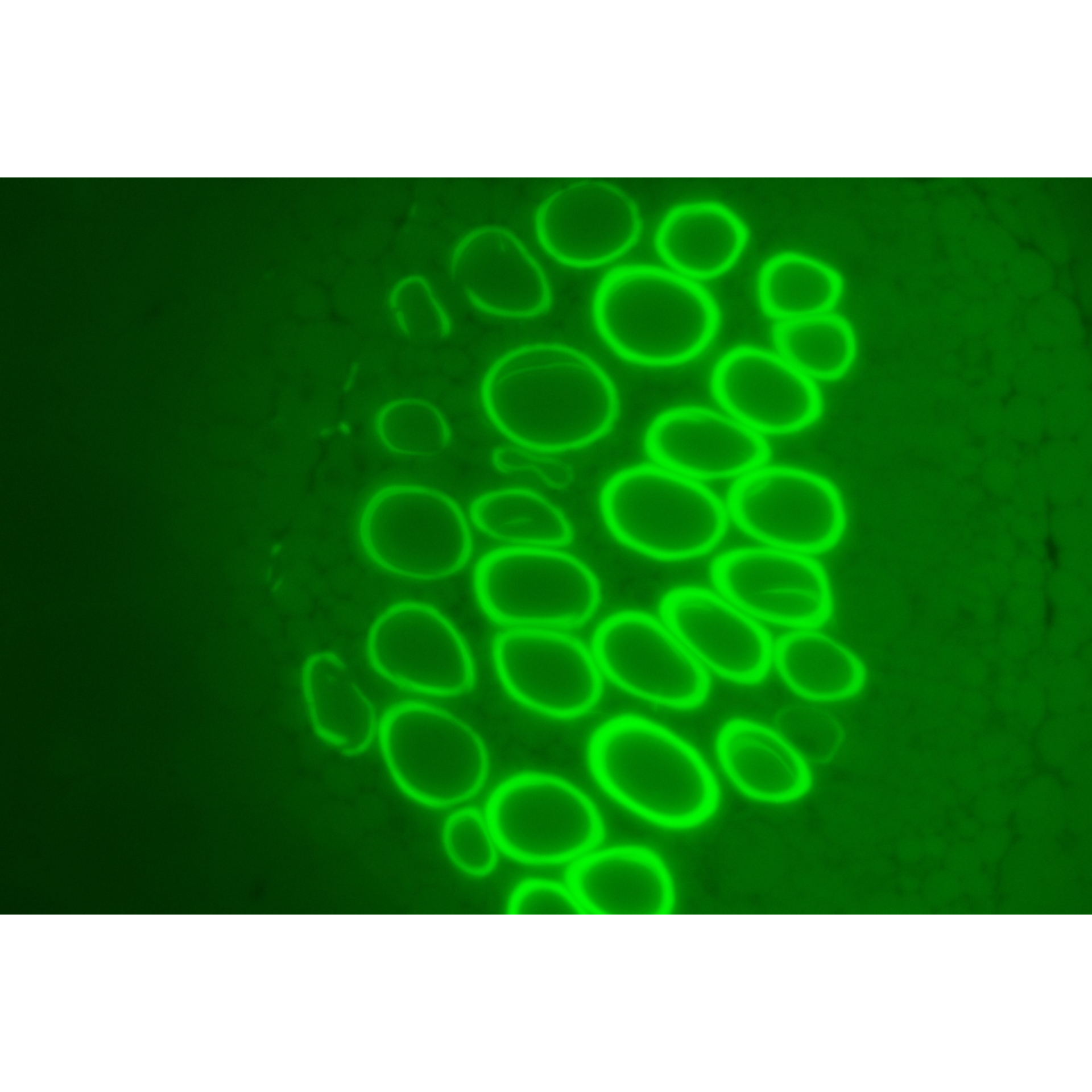 科研级正置生物显微镜荧光显微镜LK-53