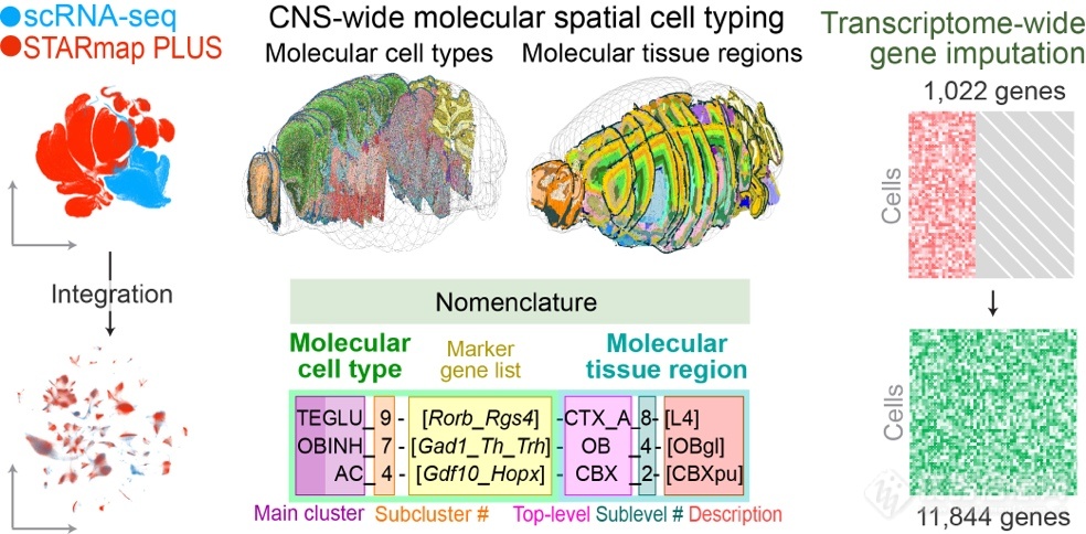 Nature：王潇/刘嘉团队绘制大脑高分辨率单细胞空间转录组图谱
