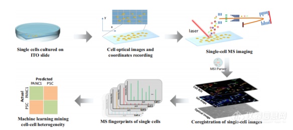 李灵军团队自然通讯成果：离子淌度结合双极性离子化质谱成像揭示单细胞脂质特异性