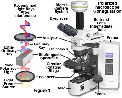 偏光显微镜原理图.png