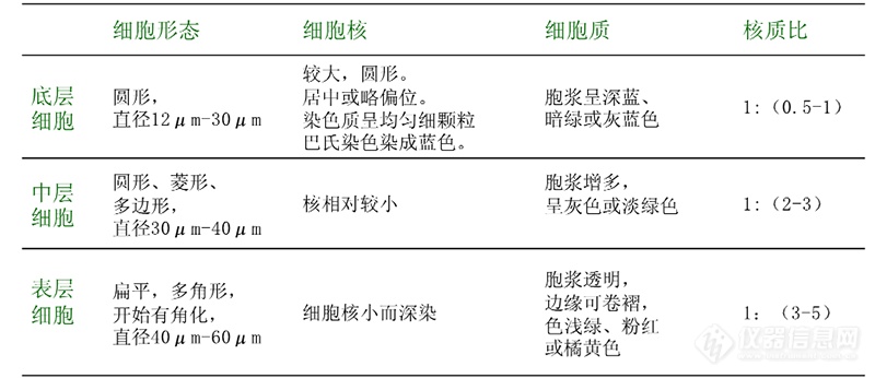 鳞状上皮细胞各层细胞特征图