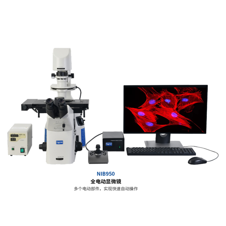 电动荧光显微成像系统NIB950-FL 