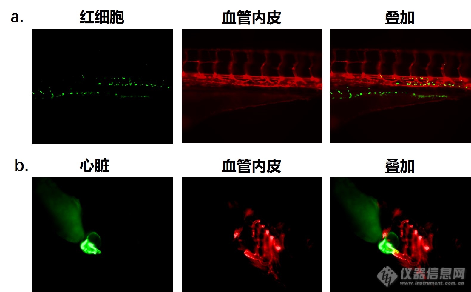 浙江大学赵璐、葛栩涛：高内涵成像系统在斑马鱼活体成像中的应用心得