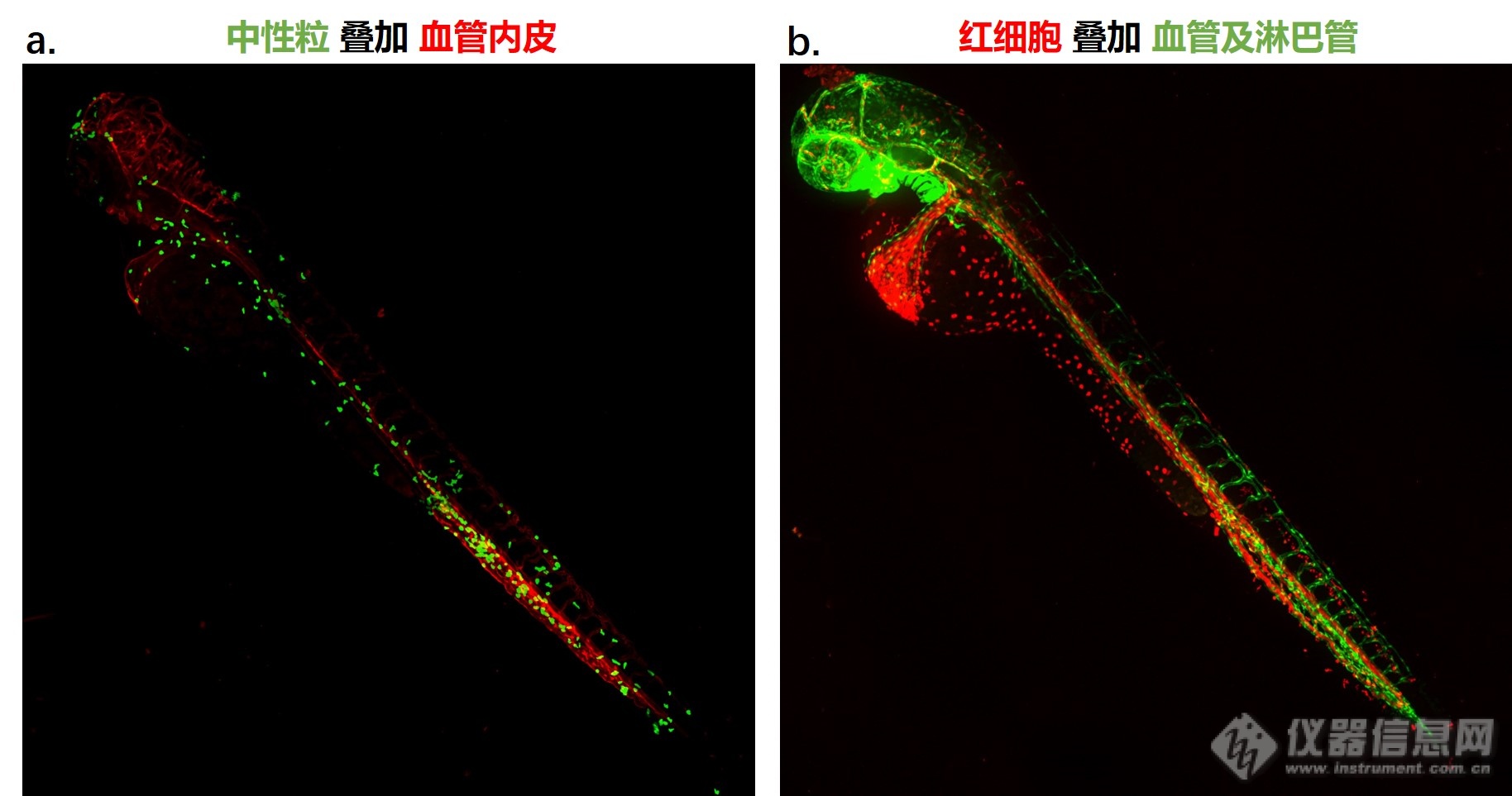 浙江大学赵璐、葛栩涛：高内涵成像系统在斑马鱼活体成像中的应用心得