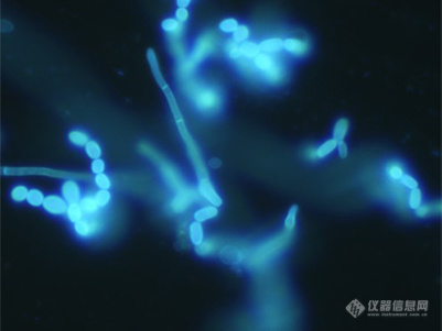 蓝 真菌荧光.jpg