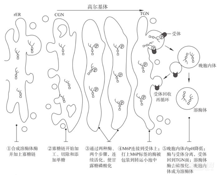 溶酶体的形成过程