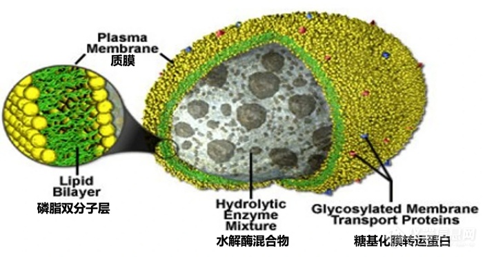 溶酶体水解酶