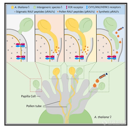 北大瞿礼嘉团队又一Cell力作！Monolith再次助力植物有性生殖机制研究获得突破！