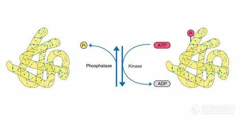 磷酸化修饰