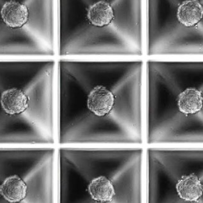 Kugelmeiers  3D 细胞培养板-细胞球体类器官培养