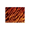 超顺磁性荧光聚合物粒子 聚苯乙烯基质（PS）和掺入的纳米氧化铁