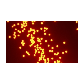荧光粒子 三聚氰胺树脂 聚苯乙烯 PMMA  二氧化硅