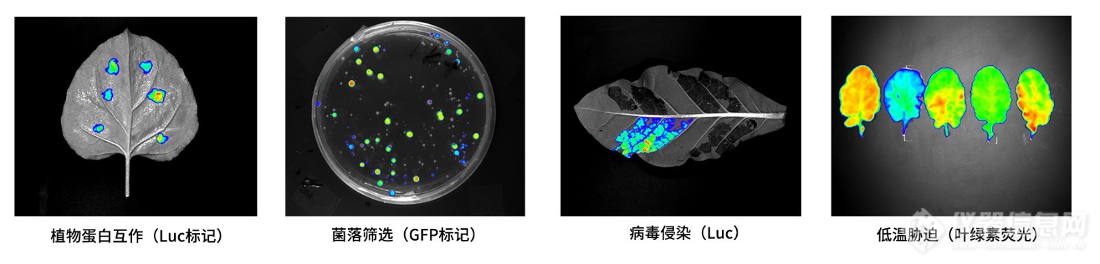 PlantView600植物活体成像系统