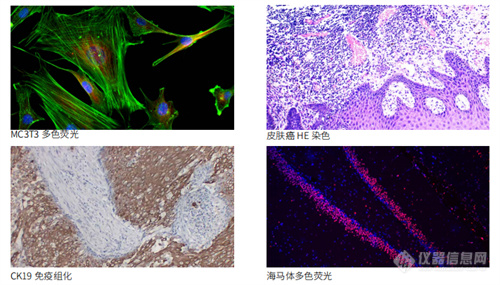 病理研究用显微镜NE900 系列 广州明慧实拍效果图