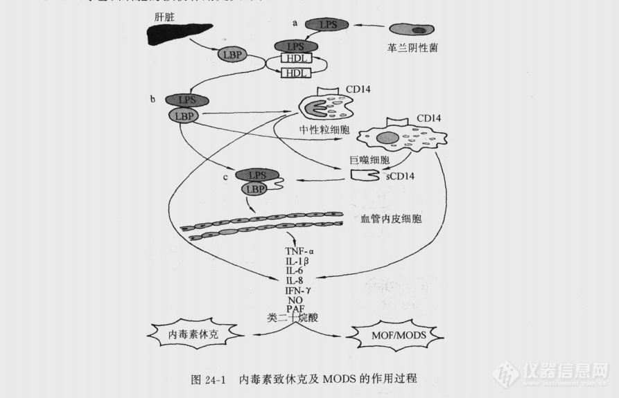 内毒素致休克及MODS的作用过程