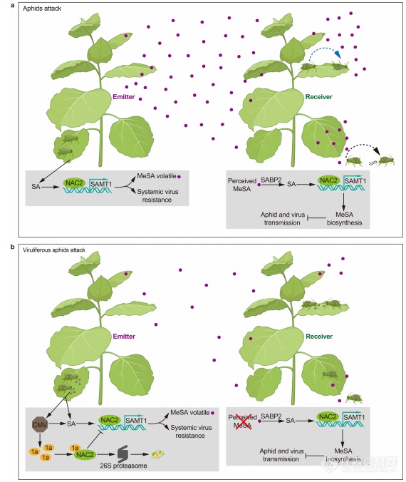 ▲ 植物气传性免疫的分子机制示意图