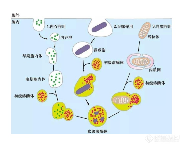 自噬