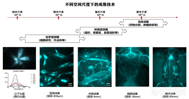 突破光学透射深度瓶颈，NIR-II小动物活体成像装机量攀升——恒光智影CTO艾中凯博士