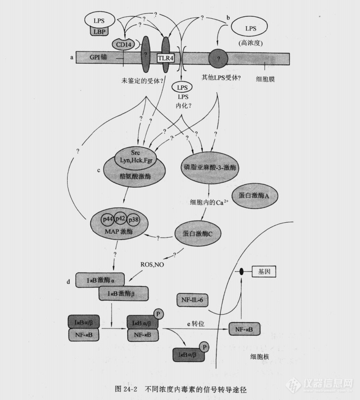 不同浓度的内毒素信号转导途径