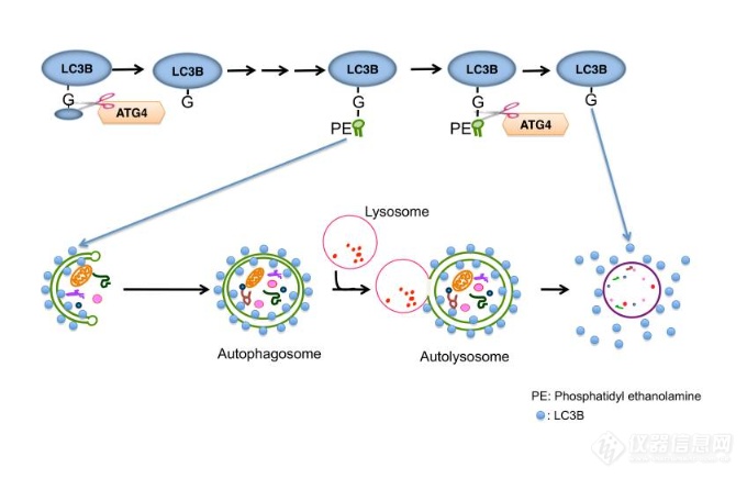 自噬过程的LC3
