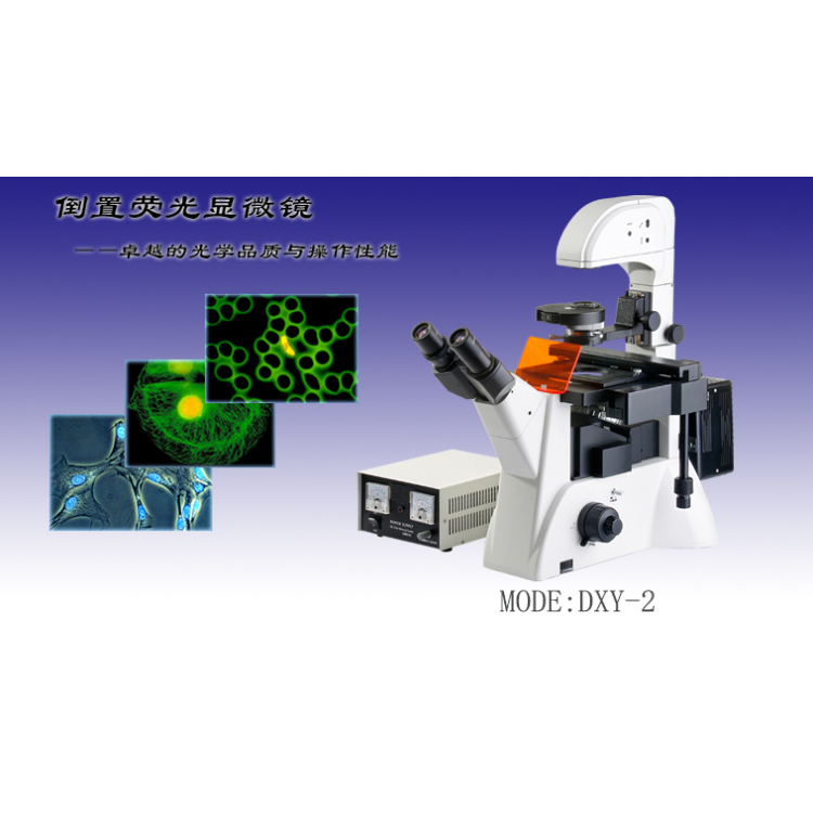 上海缔伦光学微生物细胞培养倒置荧光显微镜DXY-2