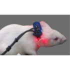 美国 Starr  Mouse OX 小动物监护仪 无创脉搏血氧呼吸