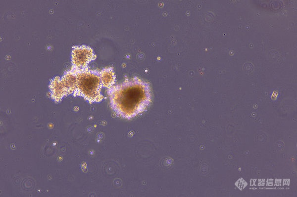 人造血祖细胞_MI52-N+MDX10_202208_造血祖细胞形成集落鉴定_3.png