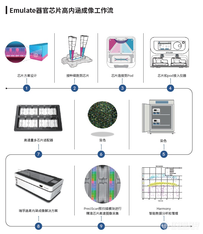 聚焦器官芯片|Revvity & Emulate器官芯片高内涵成像应用手册正式发布