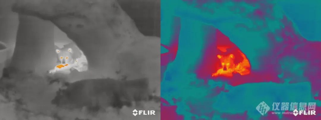 再善于伪装的野生动物，也难逃FLIR热成像单筒望远镜的“法眼”！