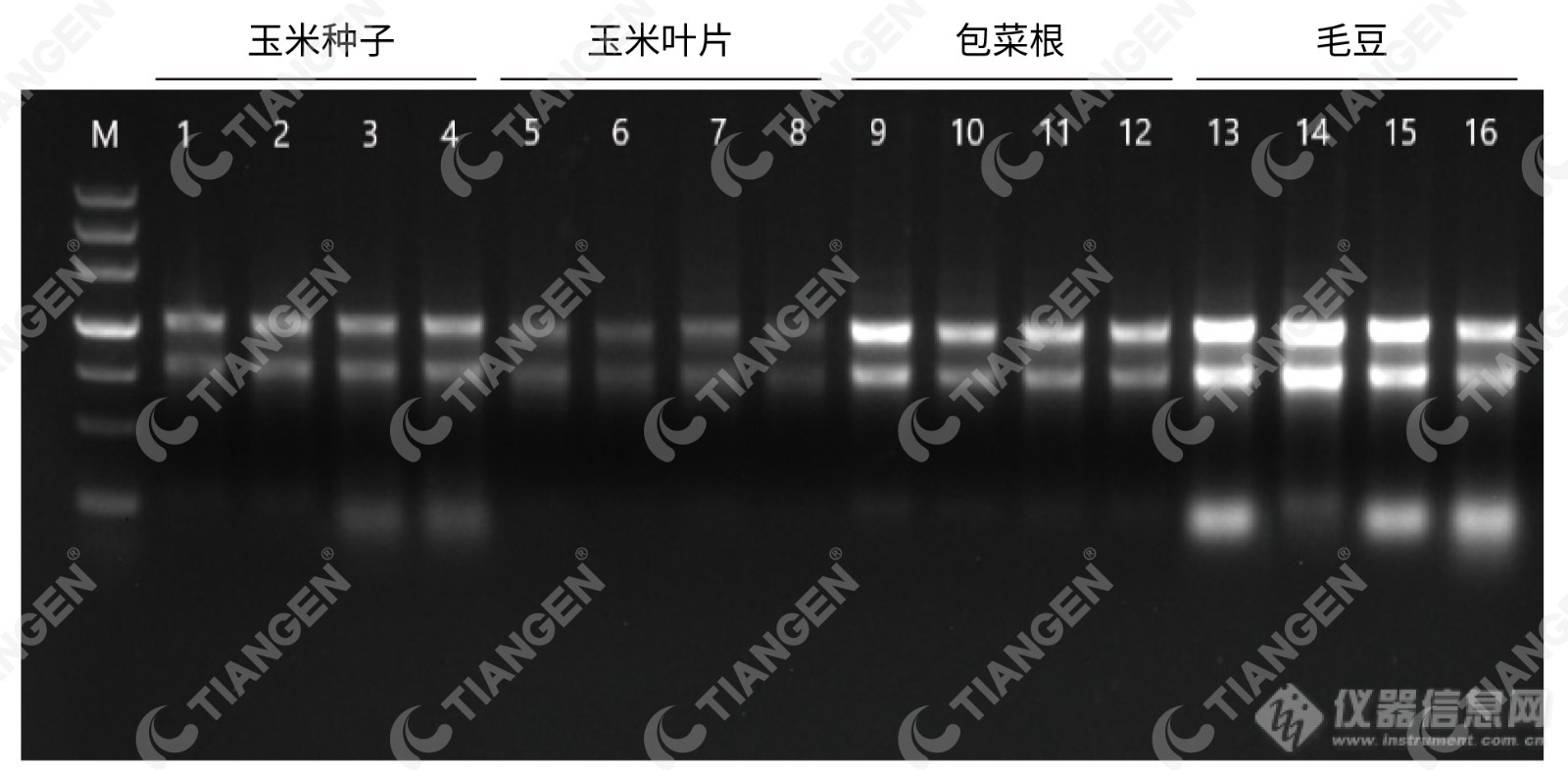 S16推送-7 植物RNA.jpg