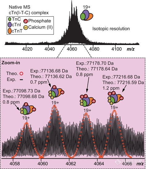 自然通讯成果|非变性纳米蛋白质组学捕获内源性心肌肌钙蛋白复合物的结构和动态性信息