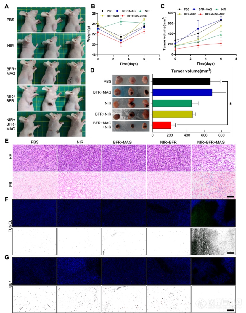 北航冯林课题组: 磁流体基靶向给药微纳米机器人小鼠体内实现肿瘤杀伤