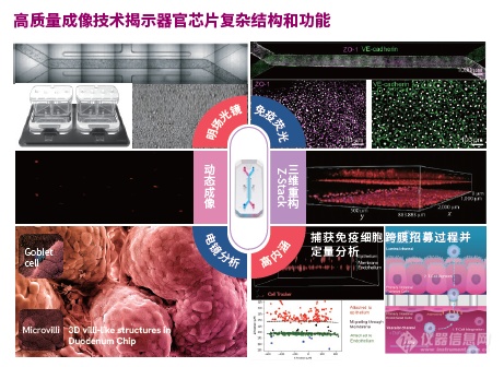 聚焦器官芯片|Revvity & Emulate器官芯片高内涵成像应用手册正式发布