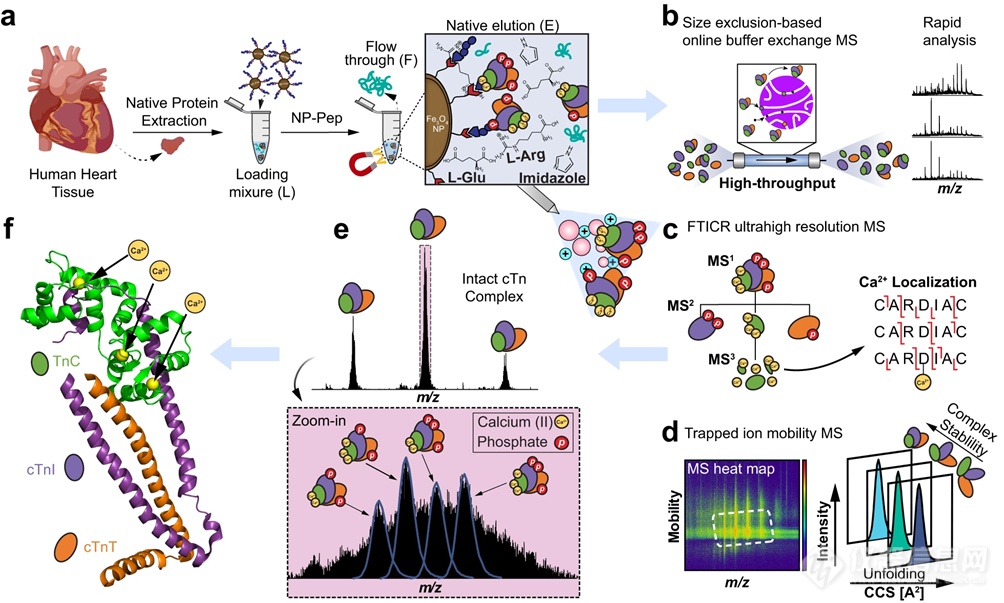 自然通讯成果|非变性纳米蛋白质组学捕获内源性心肌肌钙蛋白复合物的结构和动态性信息