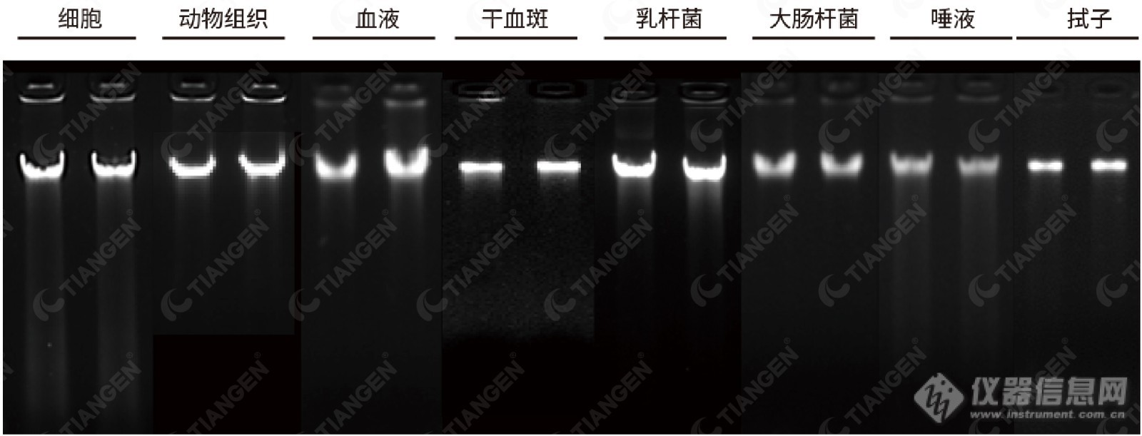 S16推送-3 DNA.jpg