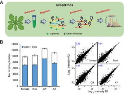 遗传发育所在植物磷酸化蛋白质组学技术研发方面获进展
