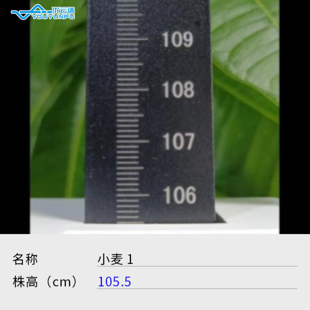 优云谱作物株高测量仪YP-ZG
