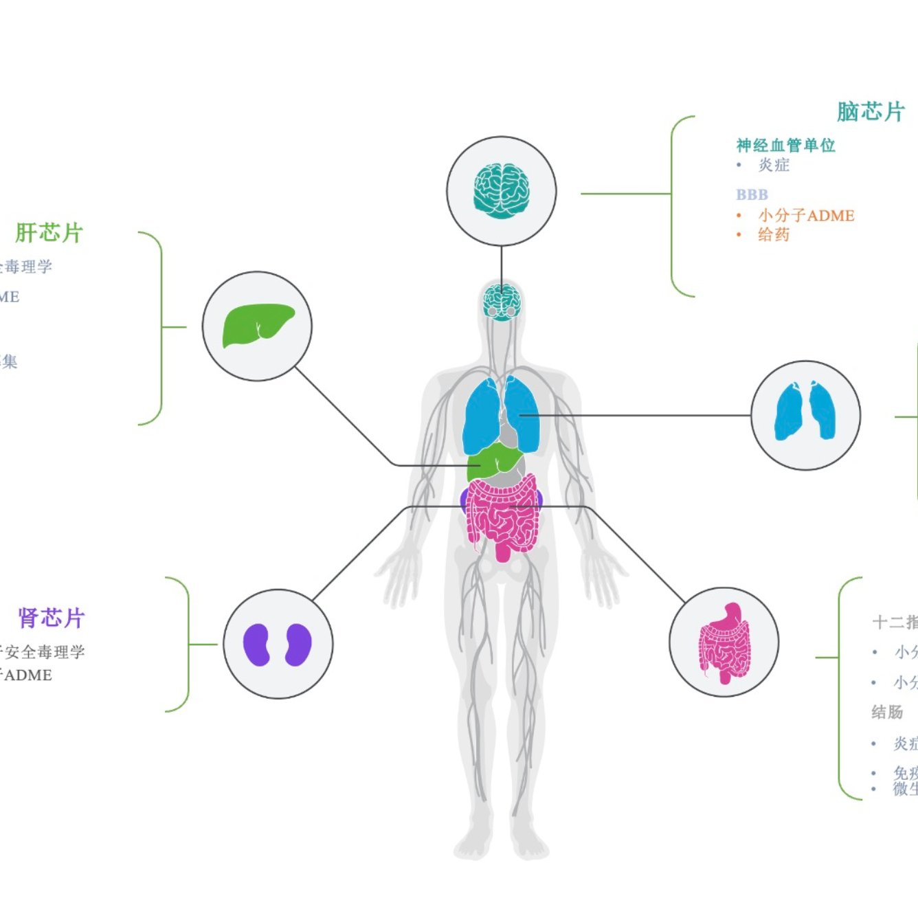 类器官芯片