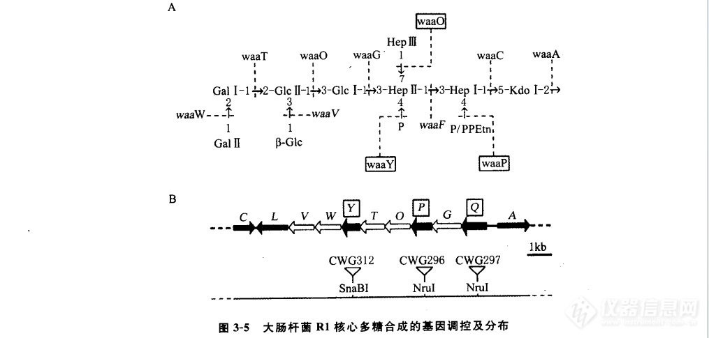 核心多糖的生物合成与跨膜转运机制