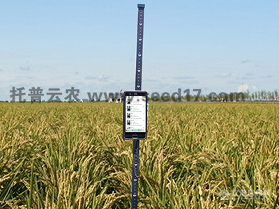 水稻表型检测系统（作物株高）
