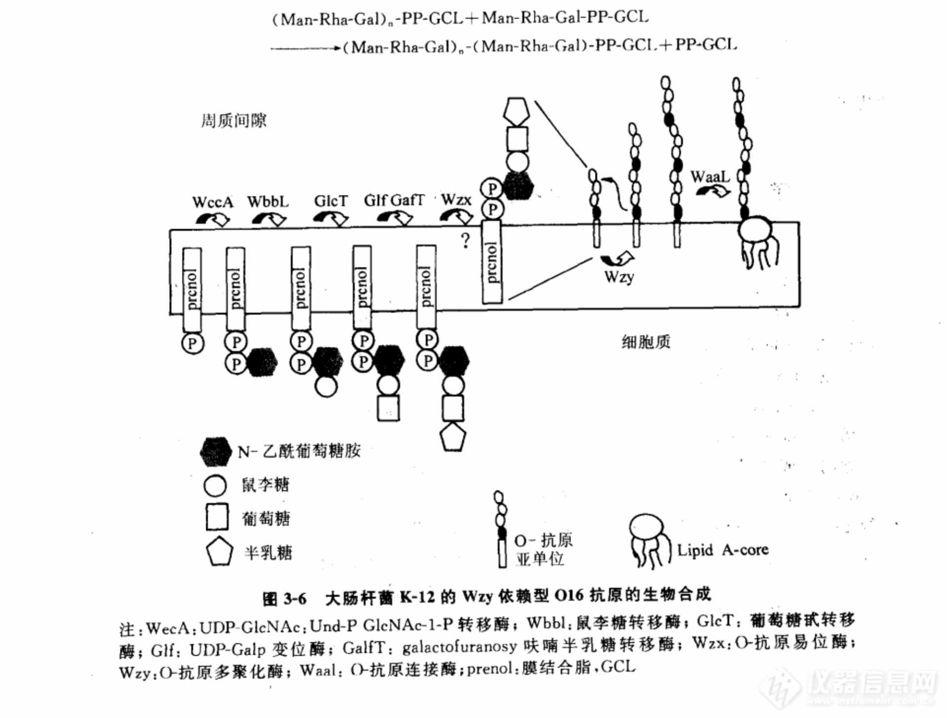 О-特异性多糖链的生物合成途径阐述