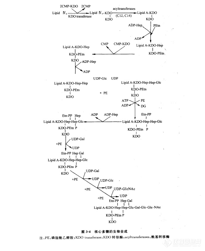 核心多糖的生物合成与跨膜转运机制
