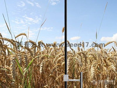 小麦表型检测系统（小麦株高）