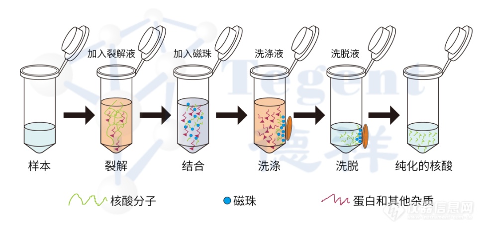 核酸提取纯化和浓缩方法应该选_____