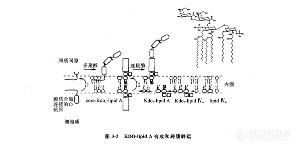 Lipid A的生物合成和遗传学概述