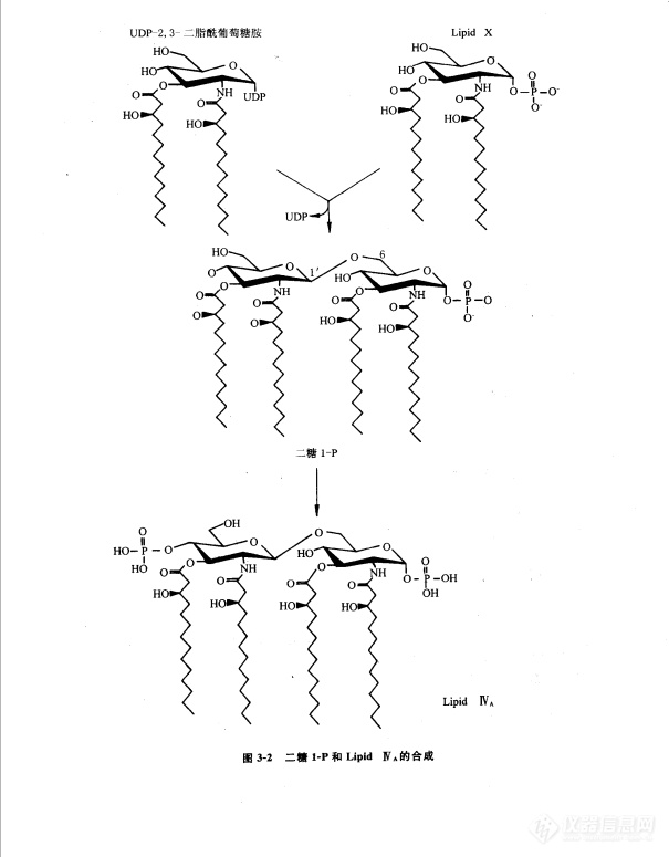 Lipid A的生物合成和遗传学概述