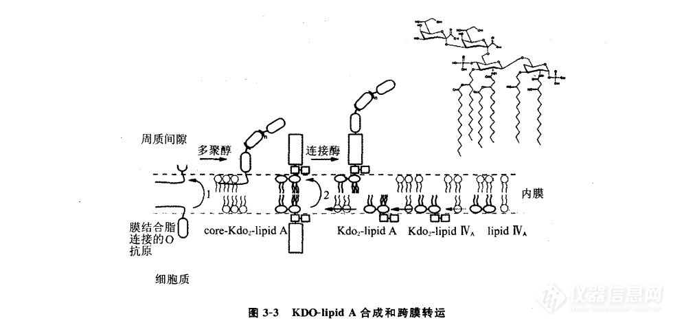 核心多糖的生物合成与跨膜转运机制