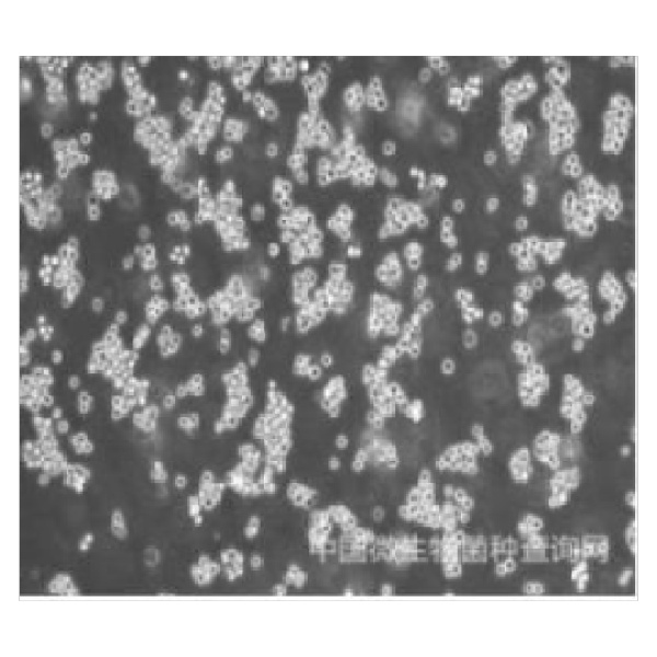 萤火虫荧光素酶标记的小鼠肝癌细胞系