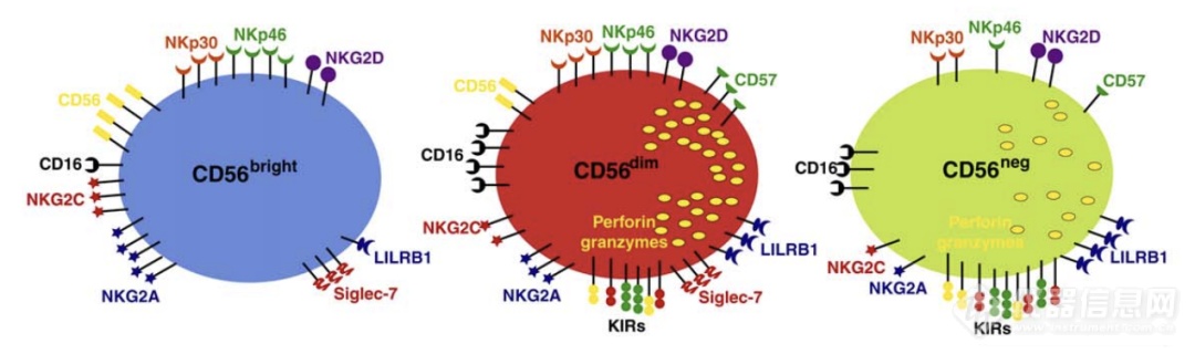 Cytek推出1管 16色 NK 细胞免疫分型方案，助您全面分析NK细胞表型！